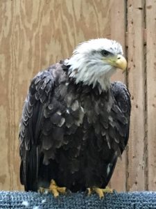 eagle